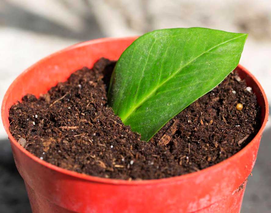 Способи розмноження доларового дерева в домашніх умовах